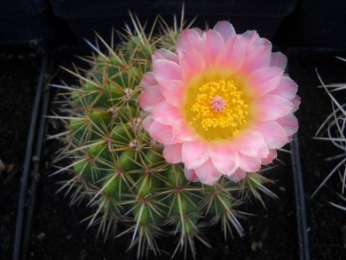 Notocactus Roseoluteus