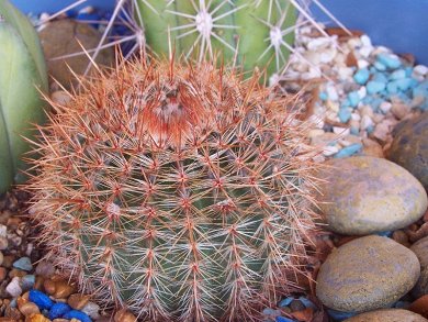 Notocactus Schlosseri