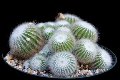 Notocactus Scopa