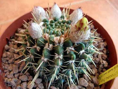 Notocactus Submammulosus