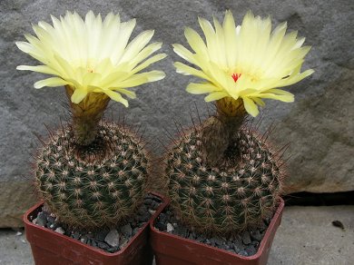Notocactus Tabularis