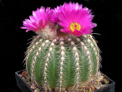 Notocactus Uebelmannianus