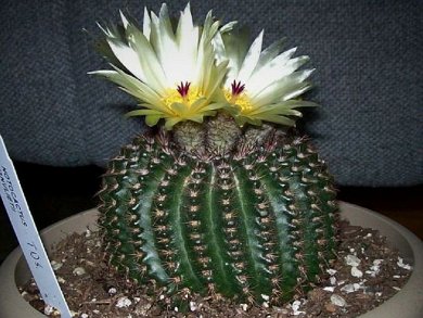 Notocactus Vanvlietii