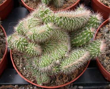 Nyctocereus Serpentinus Crestato