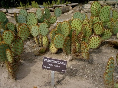 Opuntia Aciculata