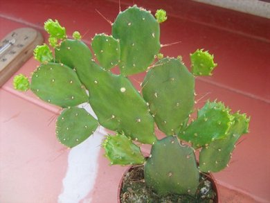 Opuntia Brasiliensis