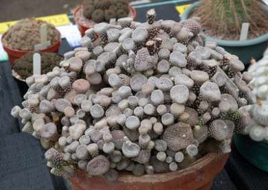 Opuntia Clavarioides