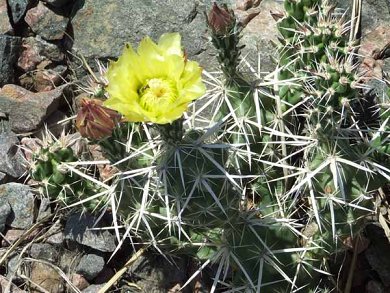 Opuntia Clavata