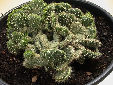 Opuntia Cylindrica Crestata