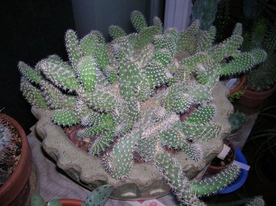 Opuntia Erectoclada