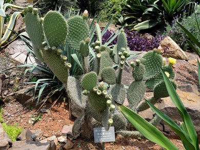 Opuntia Leucotricha