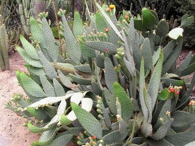 Opuntia Linguiformis