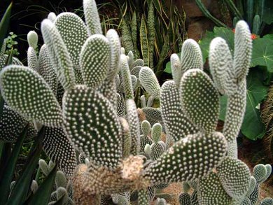 Opuntia Microdasys Albata