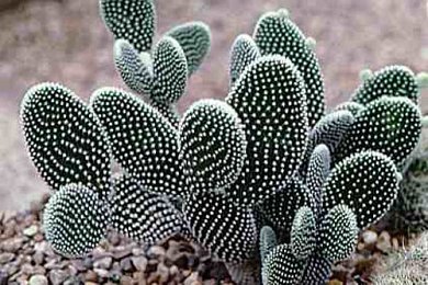 Opuntia Microdasys Albispina