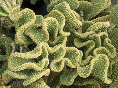 Opuntia Microdasys Undulata