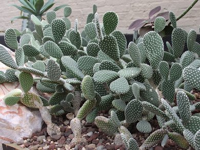 Opuntia Microdasys
