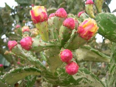 Opuntia Monocantha Variegata