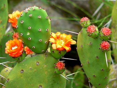 Opuntia Ovata