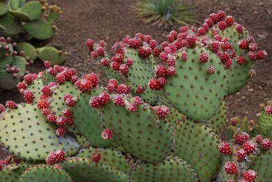 Opuntia Rufida