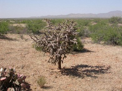 Opuntia Spinosior