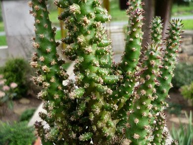 Opuntia Subulata