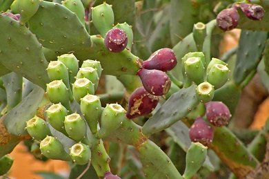 Opuntia Tuna