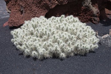Opuntia Tunicata