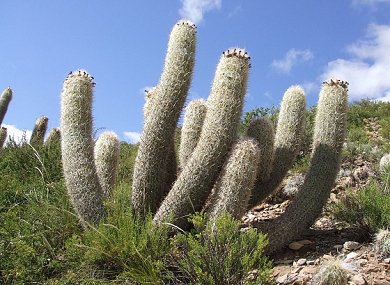 Oreocereus Celsianus