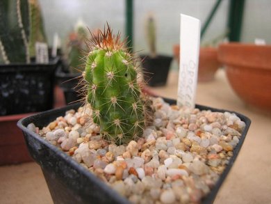 Oreocereus Fossulatus