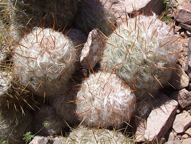 Oreocereus Trollii
