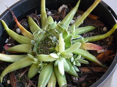Orostachys Erubescens