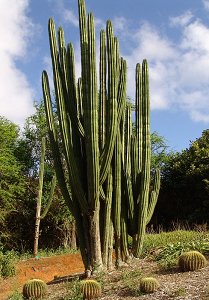 Pachycereus Pecten-Aboriginum