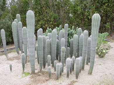 Pachycereus Pringlei
