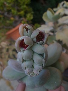 Pachyphytum Bracteosum