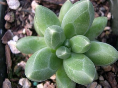 Pachyphytum Compactum