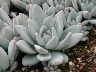 Pachyphytum Exotica