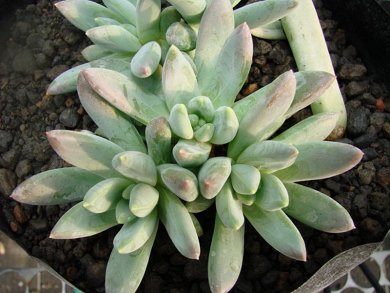 Pachyphytum Hookeri