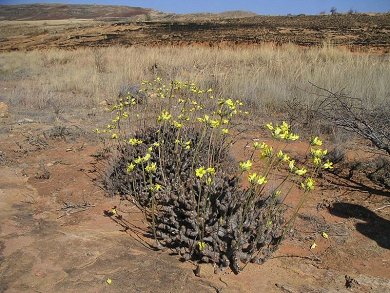 Pachypodium Horombense