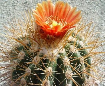 Parodia Maassii