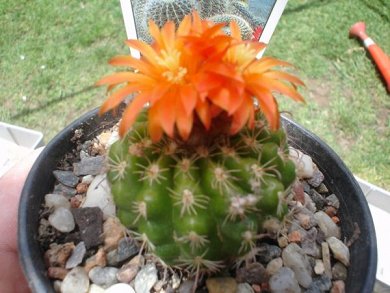Parodia Mairanana
