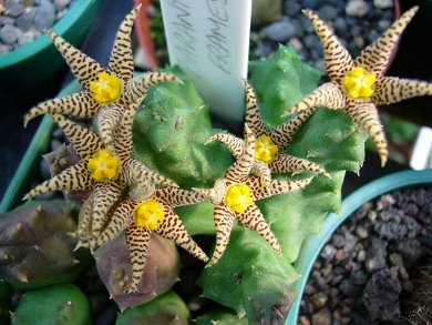 Piaranthus Framesii