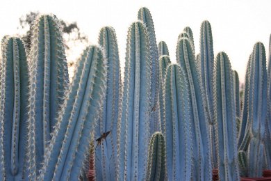 Pilosocereus Azureus