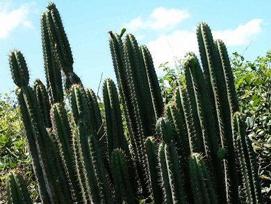 Pilosocereus Bradei