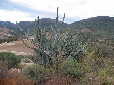 Pilosocereus Chrysacanthus