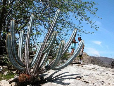 Pilosocereus Magnificus