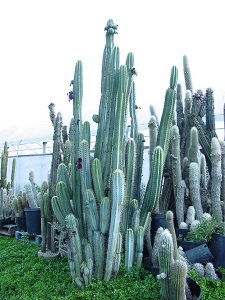 Pilosocereus Pachycladus