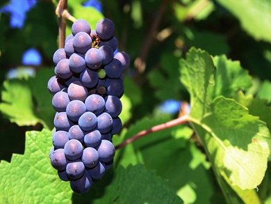 Pinot Noir