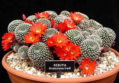 Rebutia Krainziana