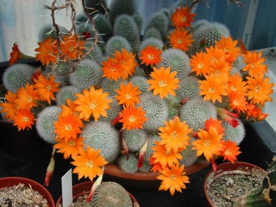 Rebutia Muscula