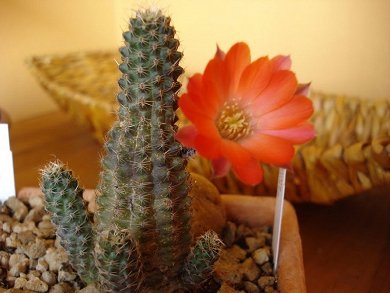 Rebutia Pigmaea